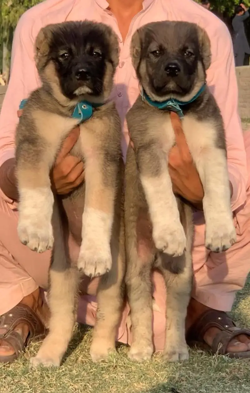 kurdish kangal puppies | security dog | king kurdish kangal pair — photo 3