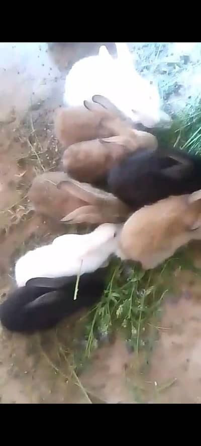 rabbit