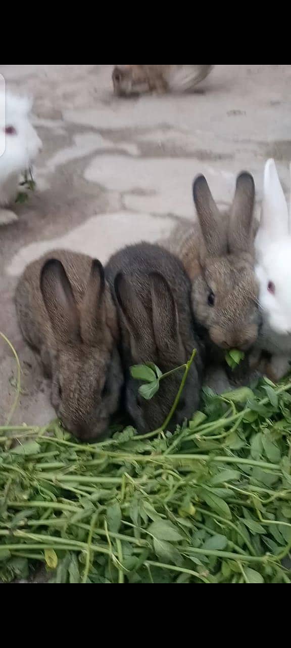 rabbit 2
