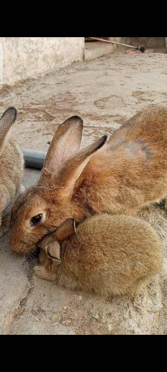 rabbit 3