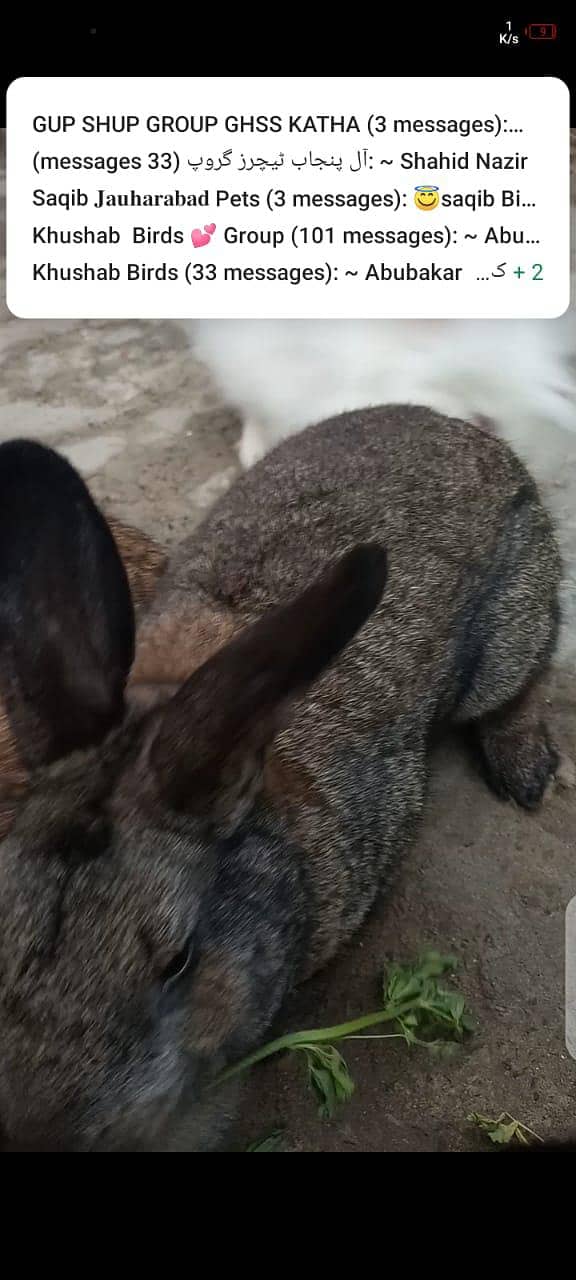 rabbit 4