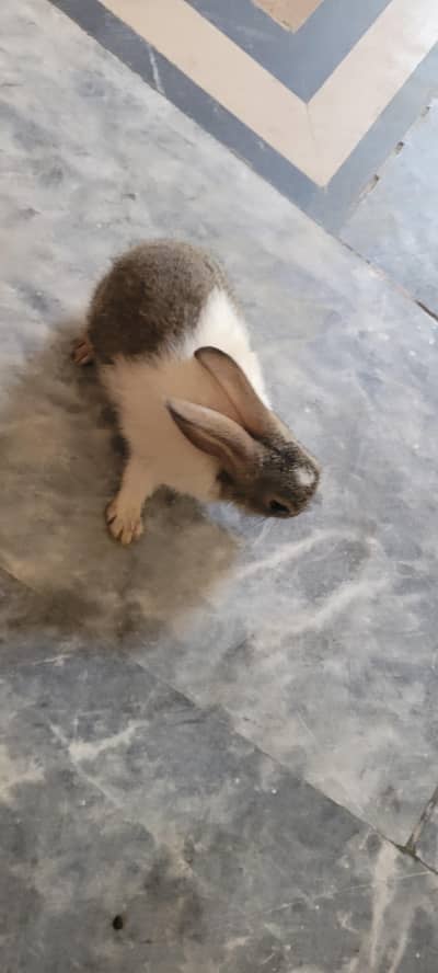 Rabita Pair/single