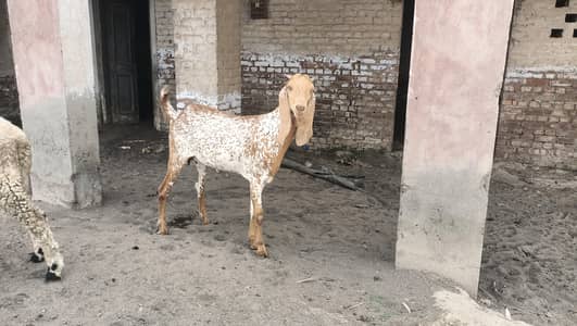 1 path kheeri or 1 chatra donda