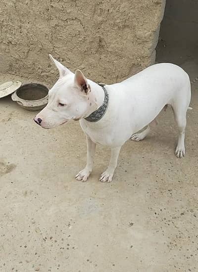 want to sell female Dog