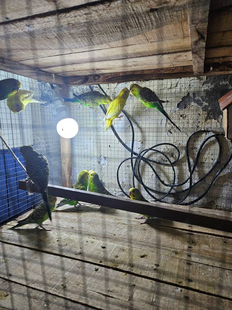 budgie 0