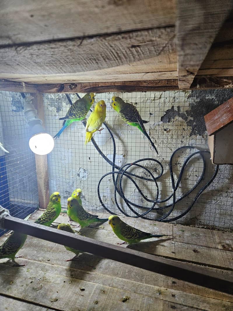 budgie 1