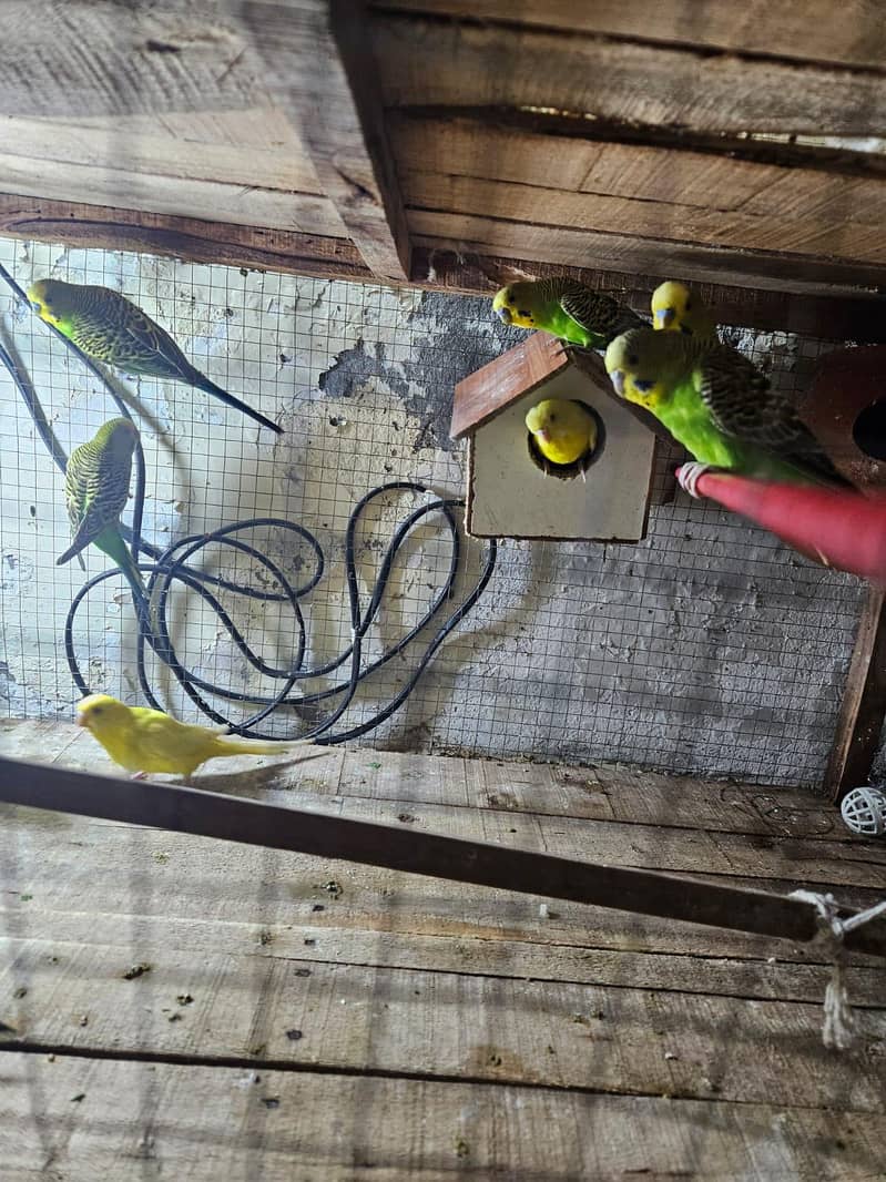 budgie 2