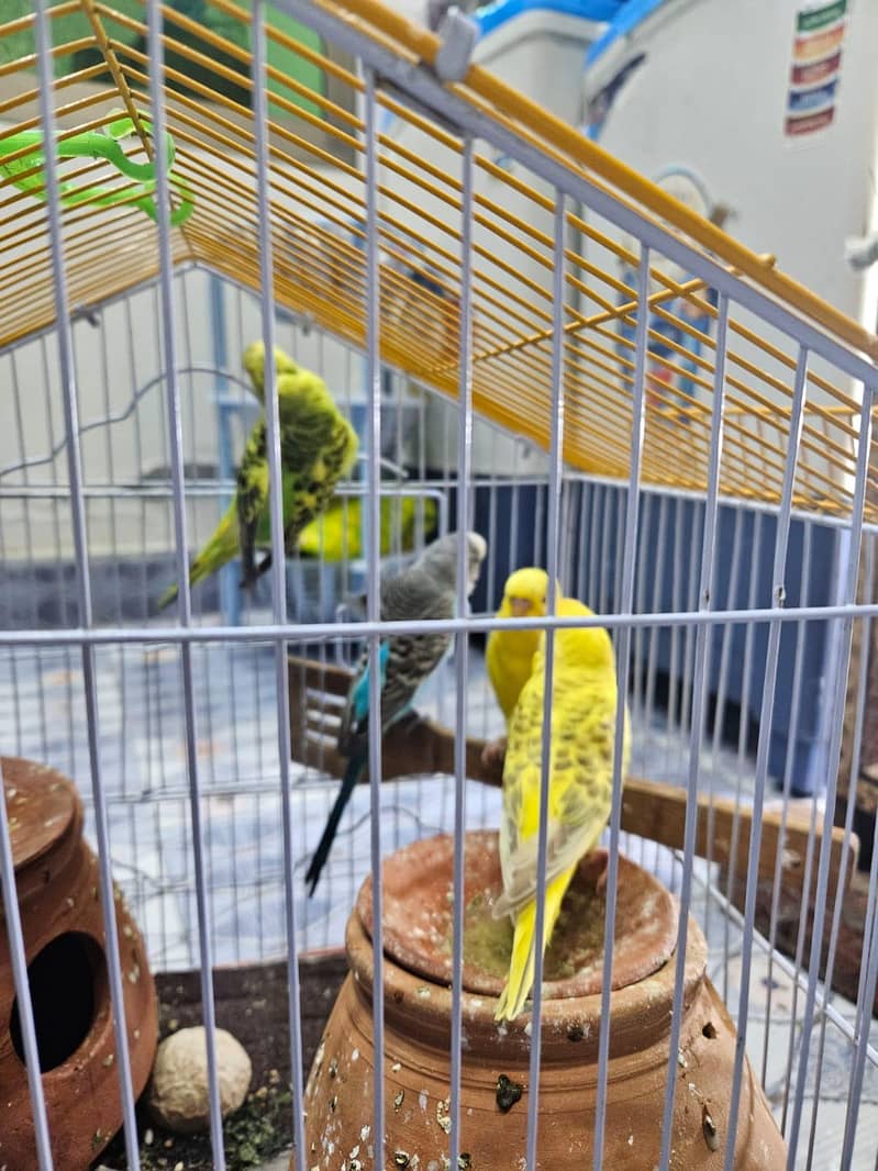 budgie 3