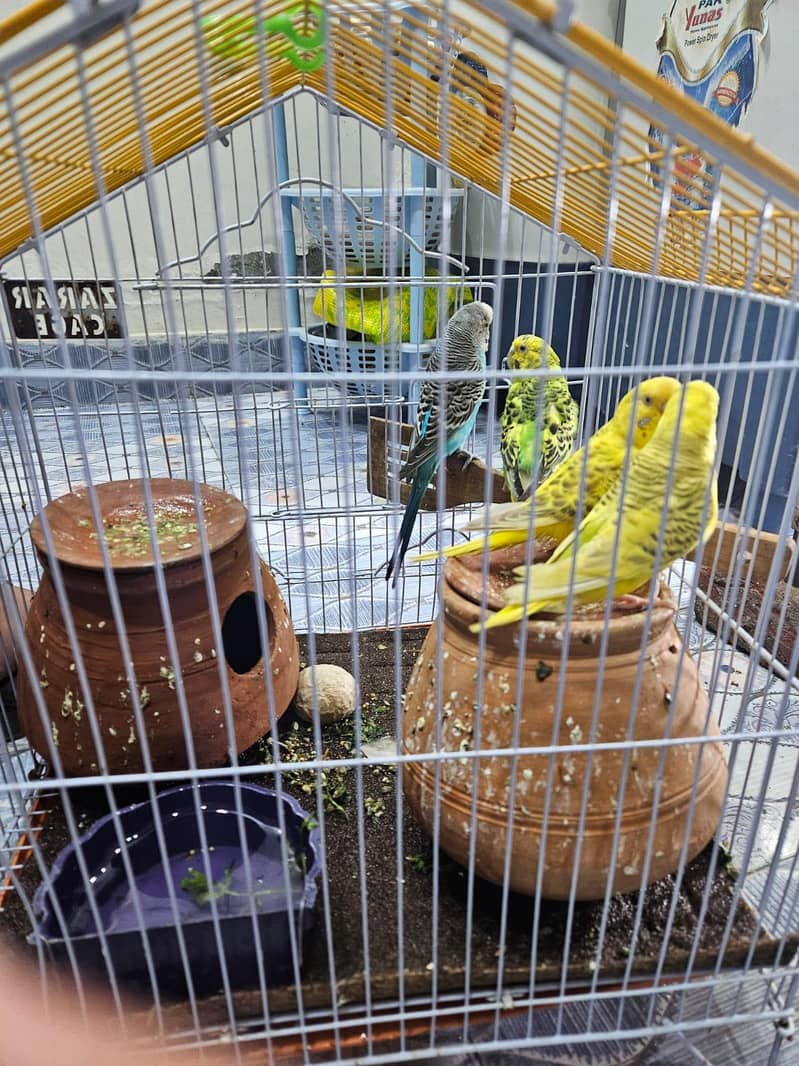 budgie 4