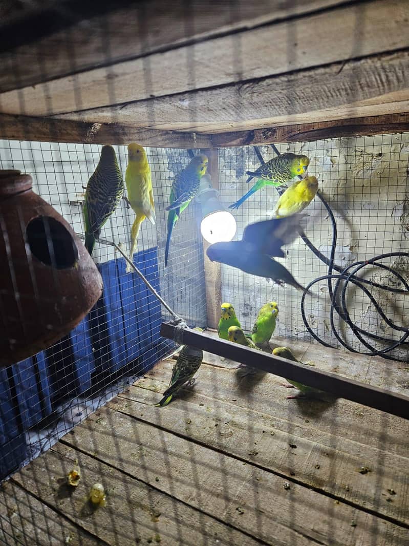 budgie 5