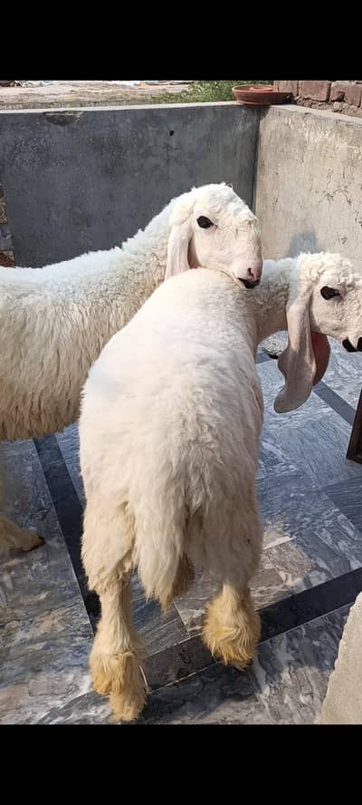 Sargodha Breed Kajlay For Sale