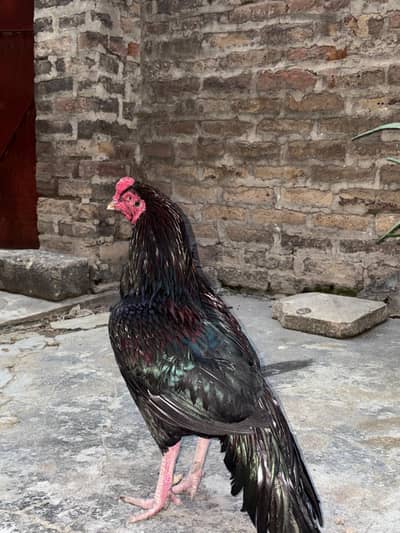 aseel amroha breeder