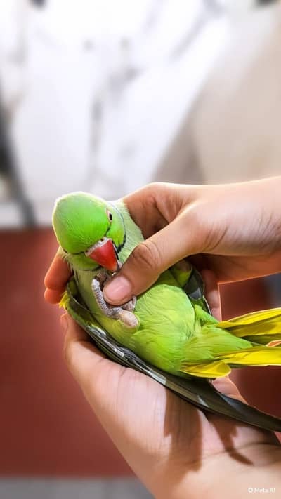 Ring neck full mal hy. hand tamm hy