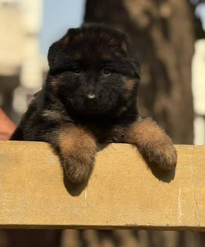 German shepherd puppies for sale / GSD pup / german shepherd