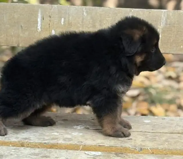 German shepherd puppies for sale / GSD pup / german shepherd — photo 2
