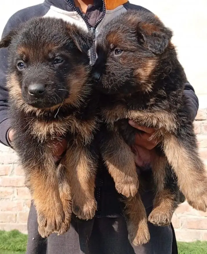 German shepherd puppies for sale / GSD pup / german shepherd — photo 3