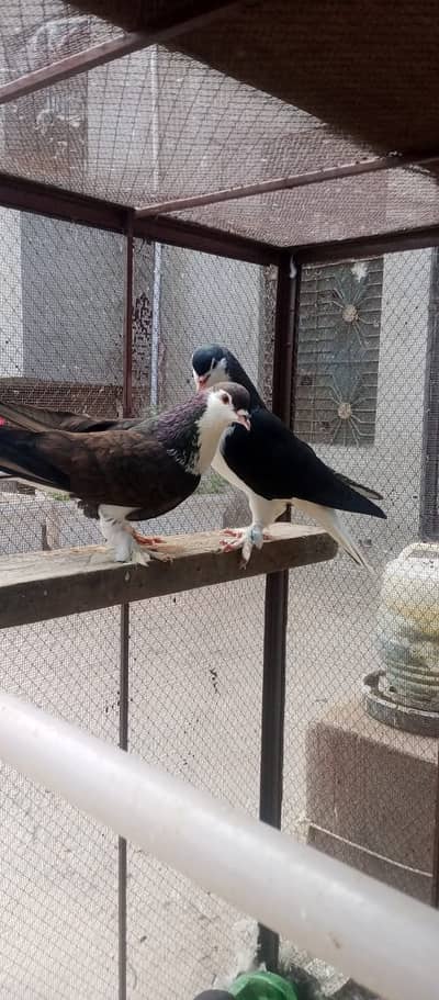 Fancy Pigeons