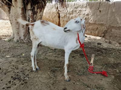 2 bakriyan 1 Bakra for sale