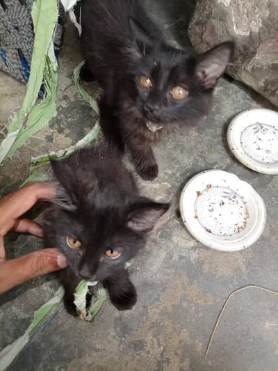 Double coat persion cats pair healthy active