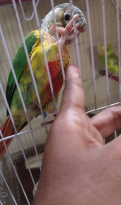 Yellow Green chik