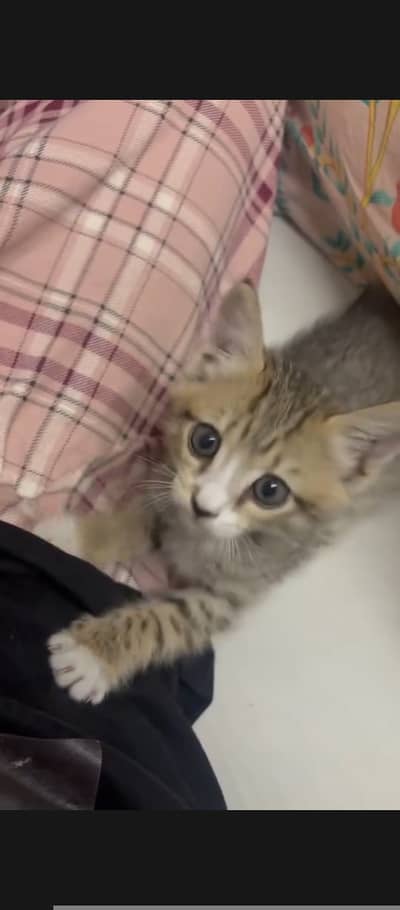 cute,playful,very active kitten