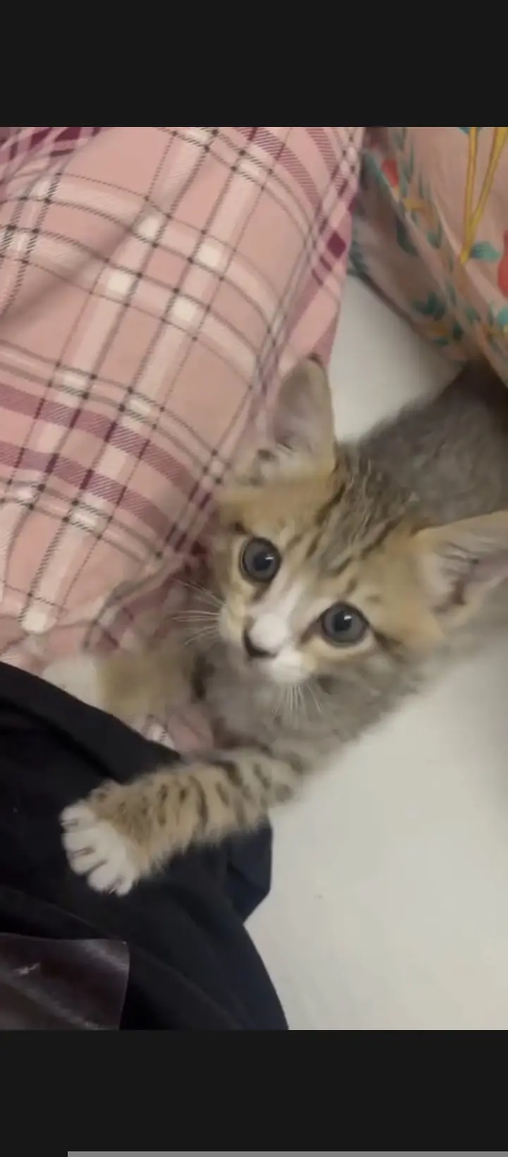 cute,playful,very active kitten