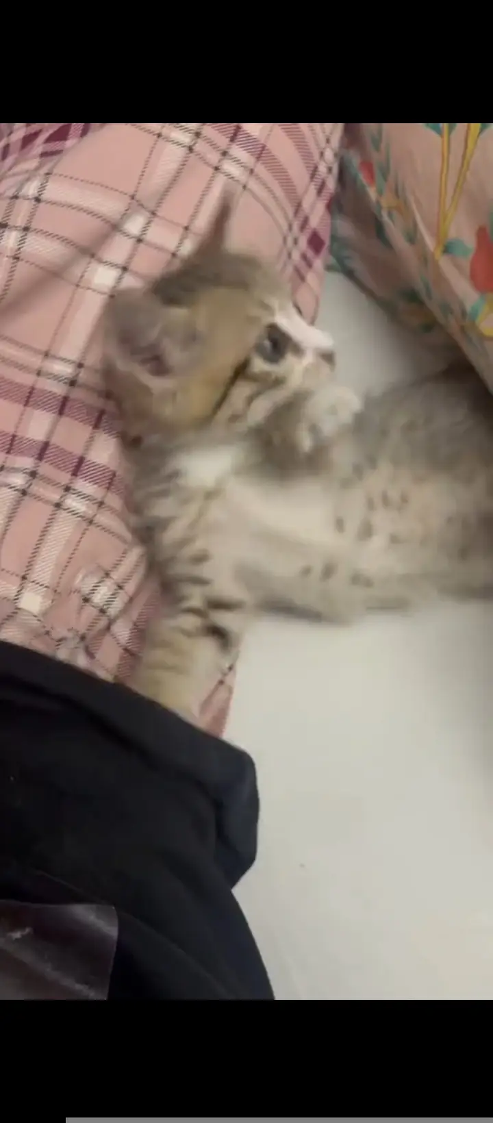 cute,playful,very active kitten — photo 2