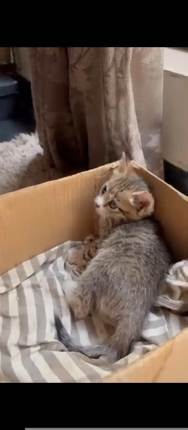 cute,playful,very active kitten — photo 3
