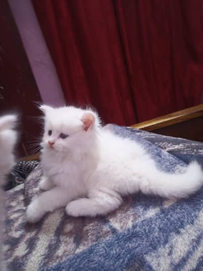 Cute White Male Persian Kitten