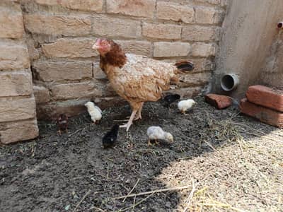 Aseel Hen With Chicks