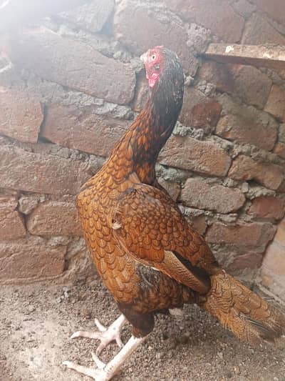 Healthy aseel female for sale