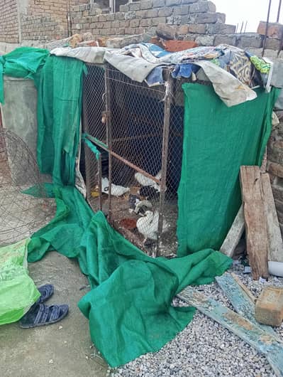 bara Iran cage ha Whatsapp03408950491