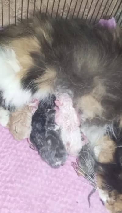 piki calico breeder 03043583306