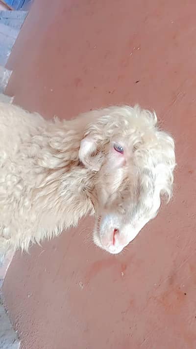 female mundari sheep