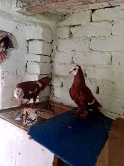jogi  gandadar breeder pair  031-6703-0221  contact on wattsapp