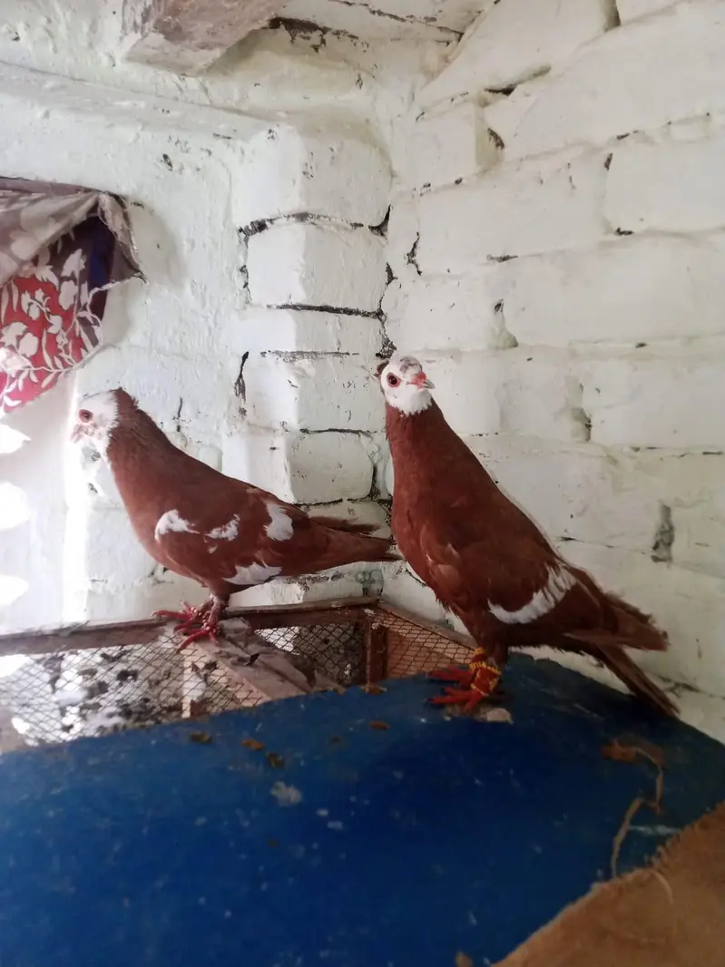 jogi  gandadar breeder pair  031-6703-0221  contact on wattsapp — photo 2