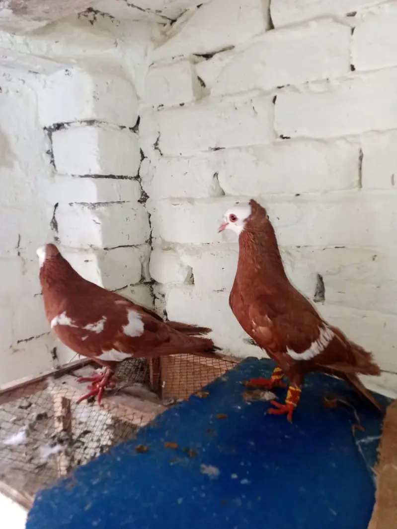 jogi  gandadar breeder pair  031-6703-0221  contact on wattsapp — photo 3
