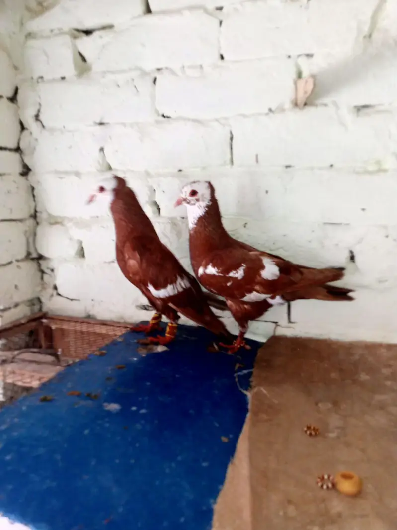 jogi  gandadar breeder pair  031-6703-0221  contact on wattsapp — photo 4