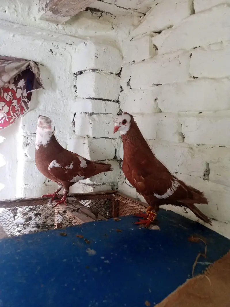jogi  gandadar breeder pair  031-6703-0221  contact on wattsapp — photo 5