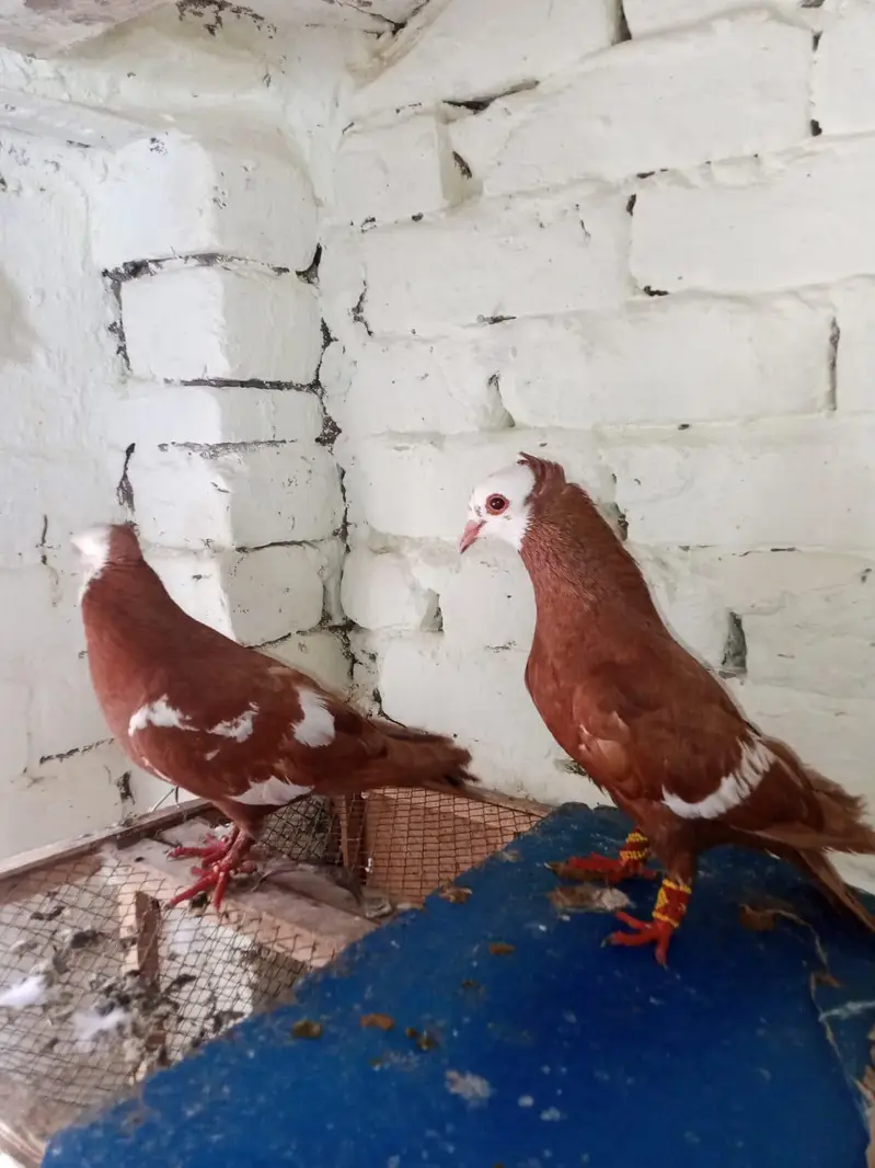 jogi  gandadar breeder pair  031-6703-0221  contact on wattsapp — photo 6