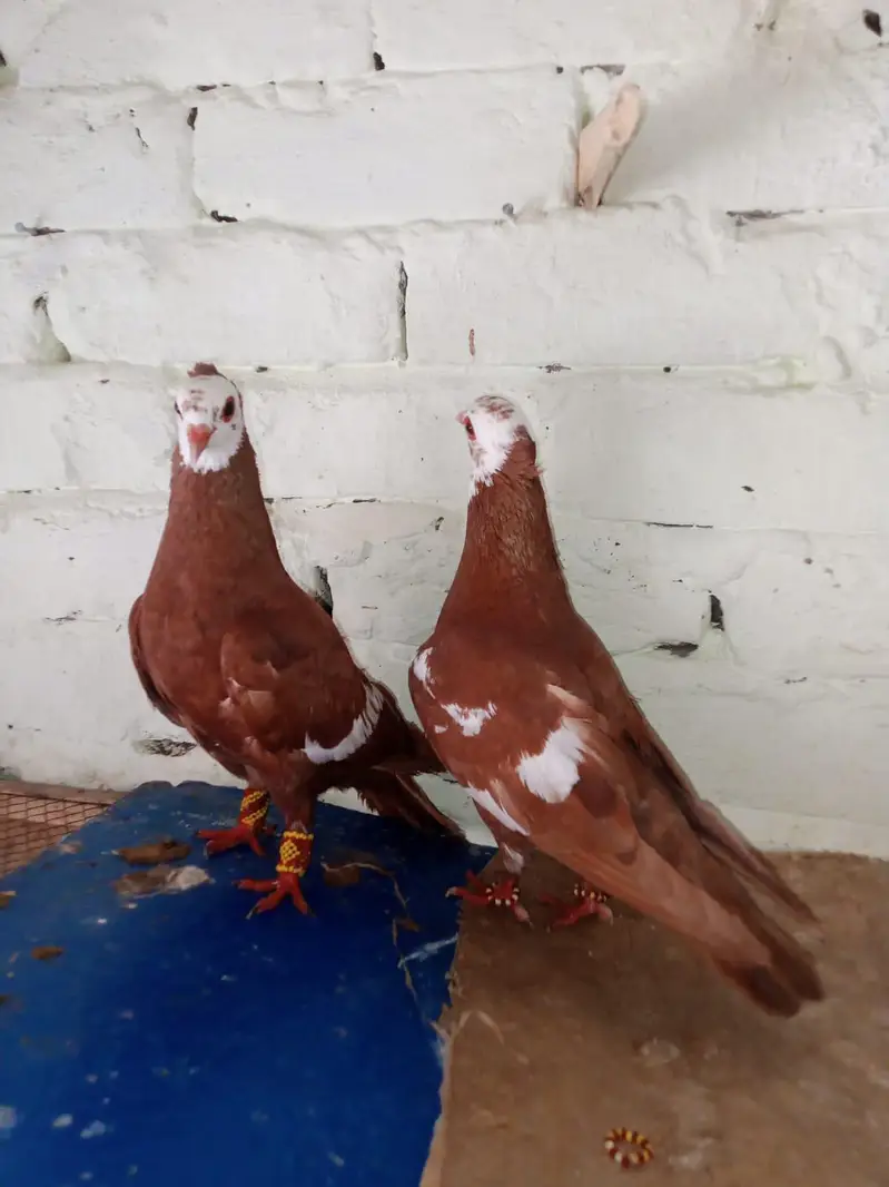 jogi  gandadar breeder pair  031-6703-0221  contact on wattsapp — photo 7