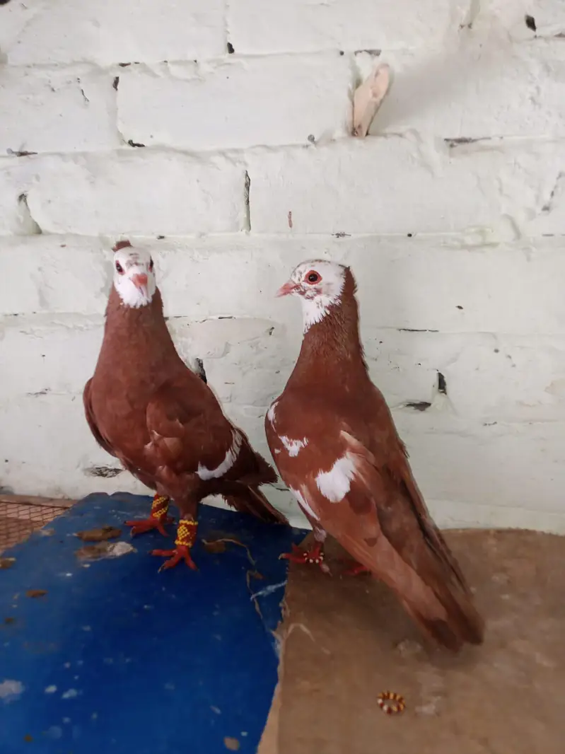 jogi  gandadar breeder pair  031-6703-0221  contact on wattsapp — photo 8