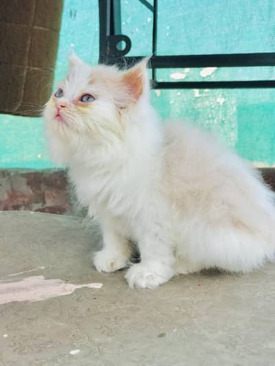 Persian Female kitten for sale
