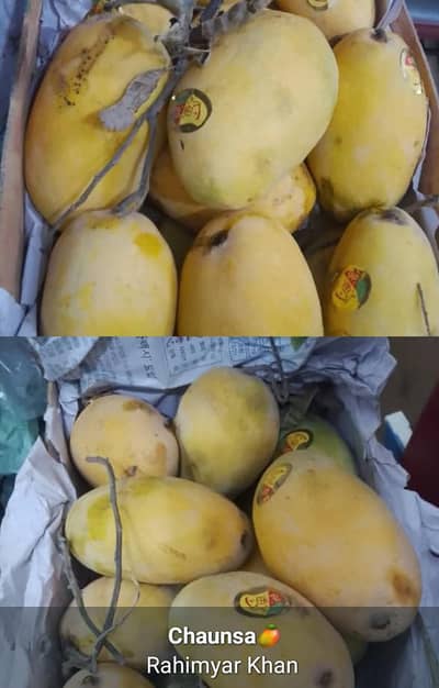 Mango Chaunsa