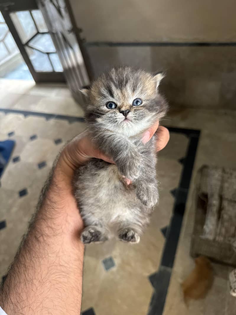 kittens 0