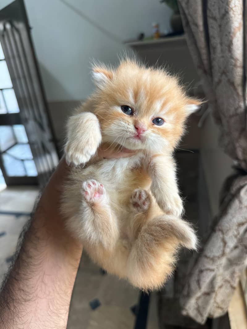 kittens 1