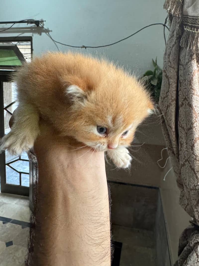 kittens 2