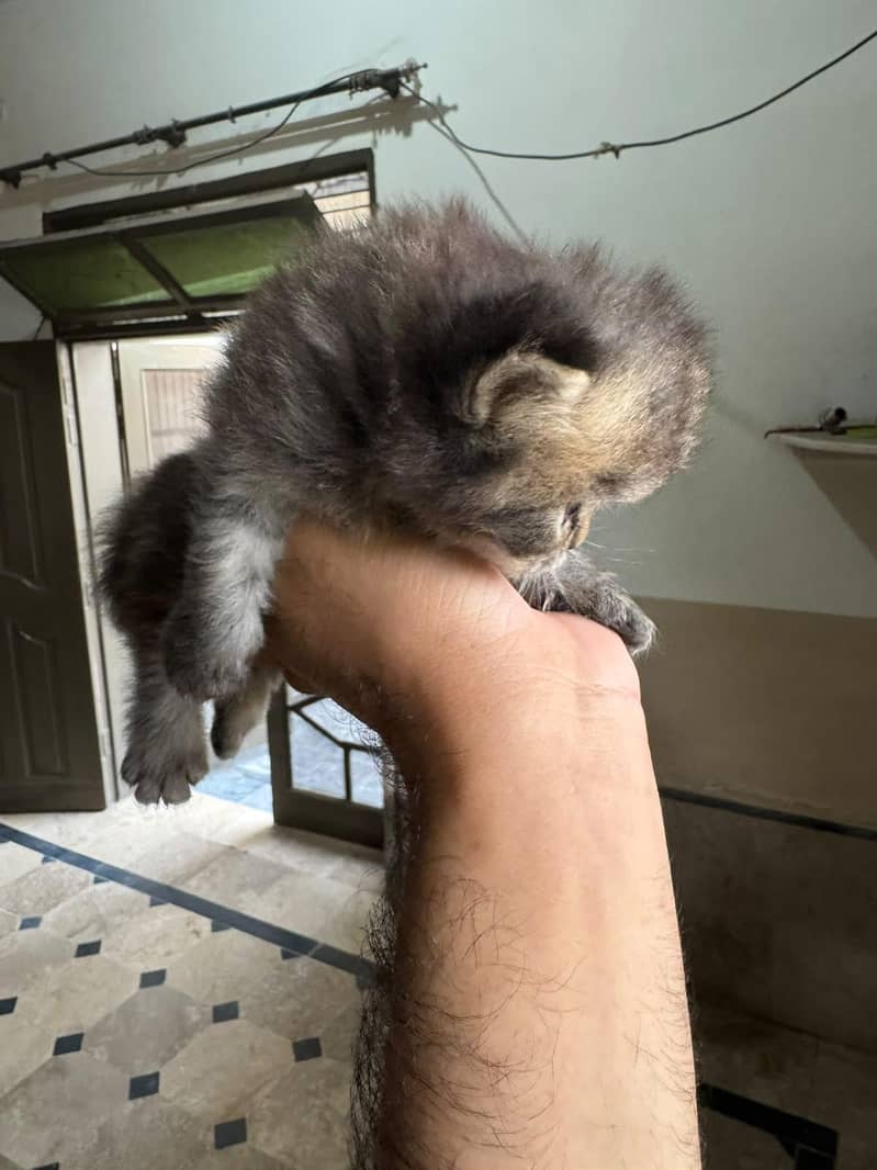 kittens 3
