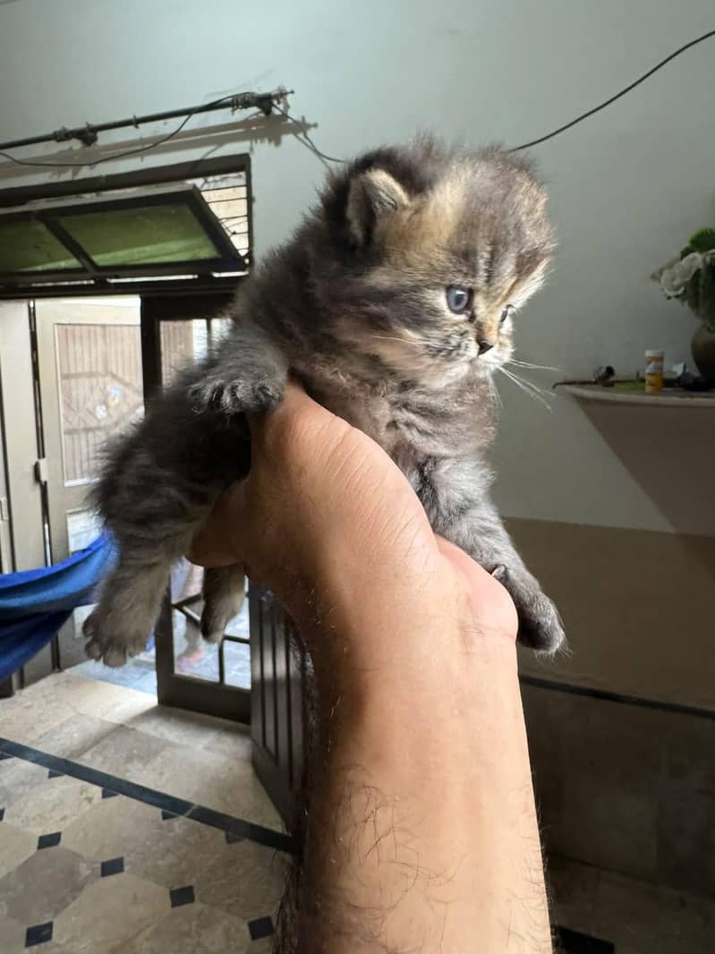 kittens 4