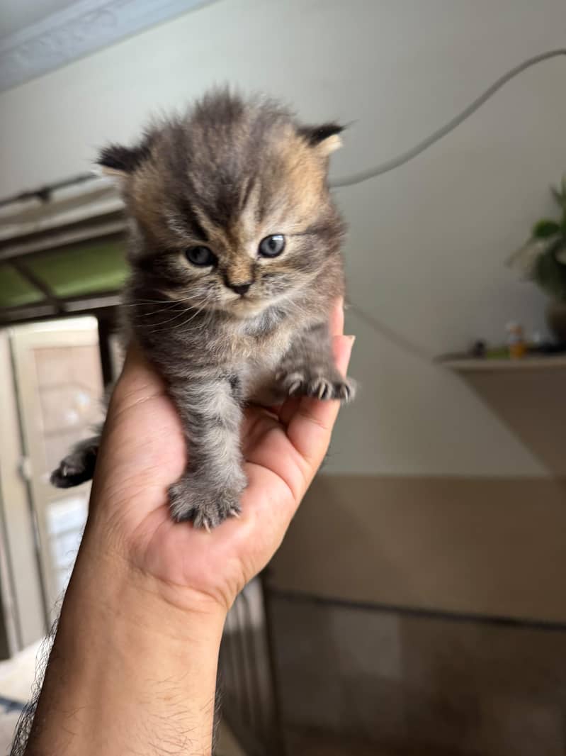 kittens 5